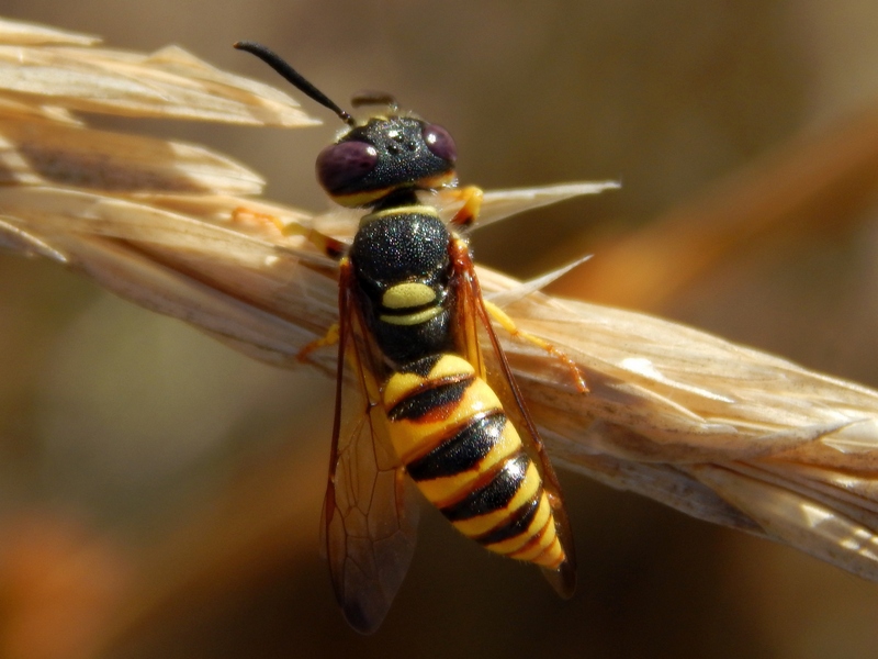 Maschio di Philanthus triangulum (Crabronidae)